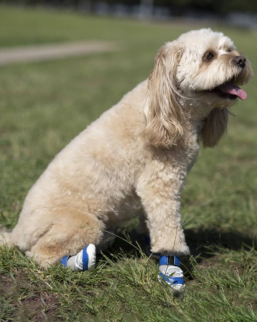 Blue Maxy Sneakers