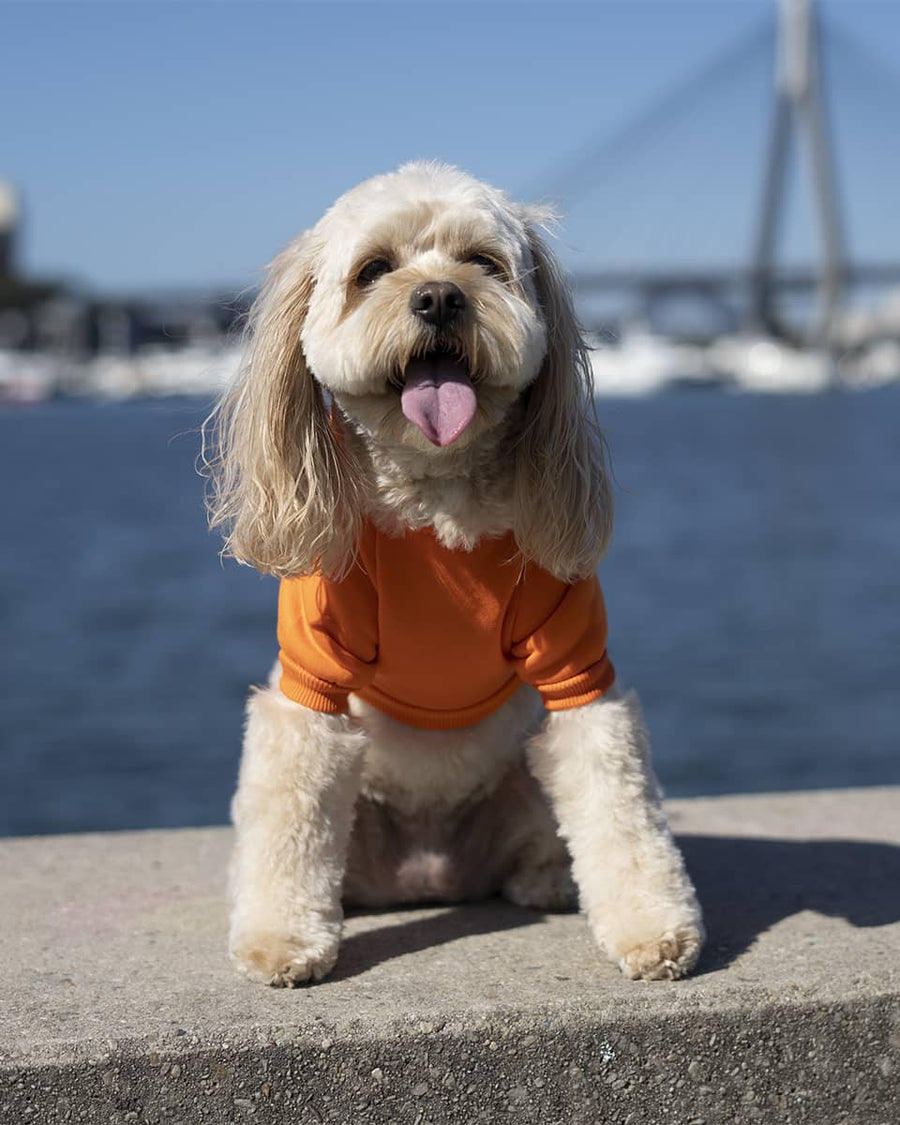 Orange Hoodie