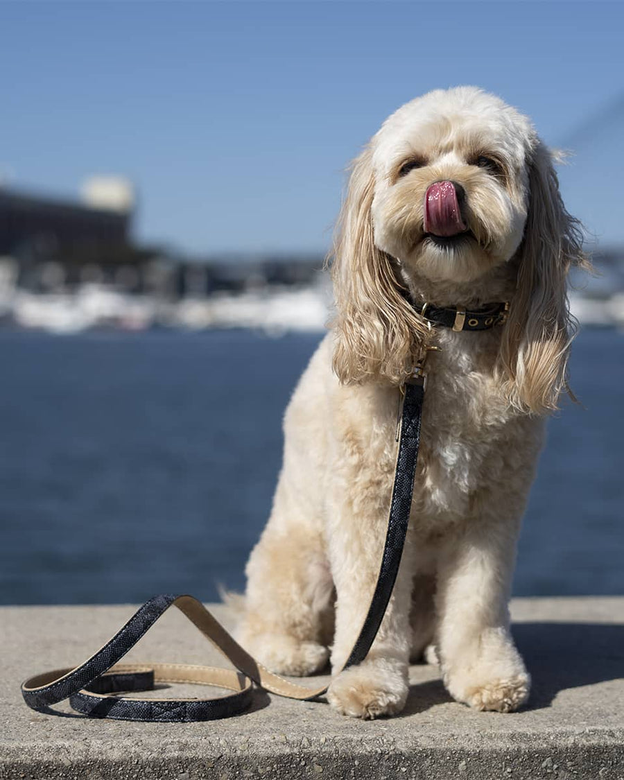 Navy Patterned Leash