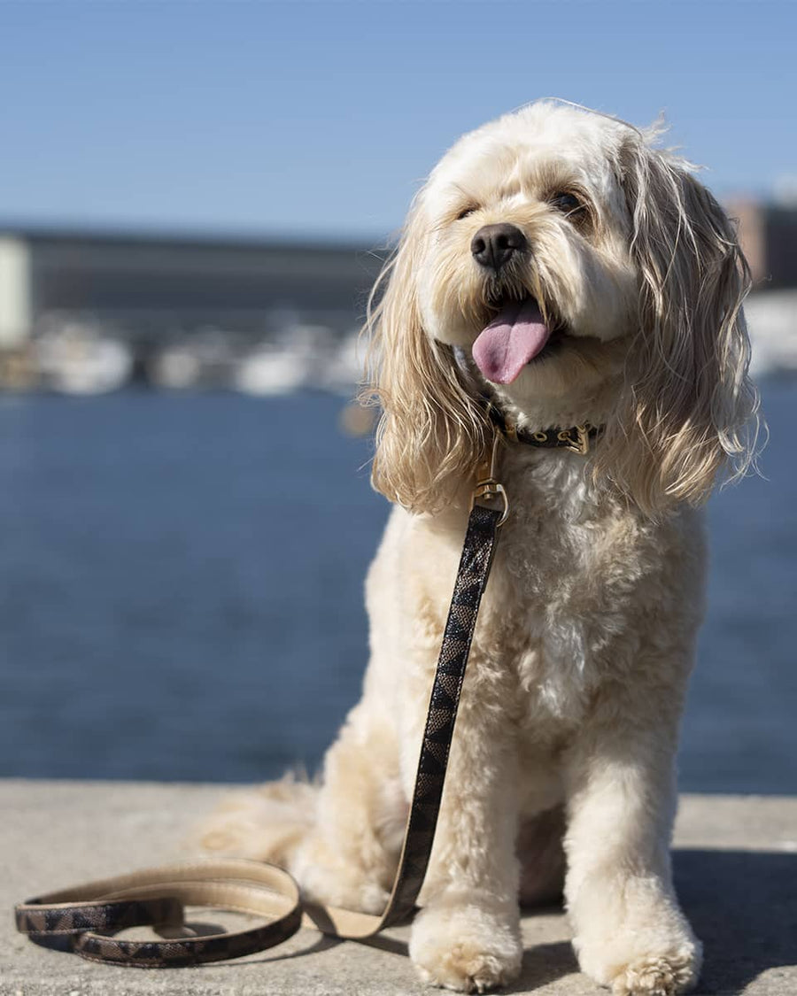 Brown Patterned Leash