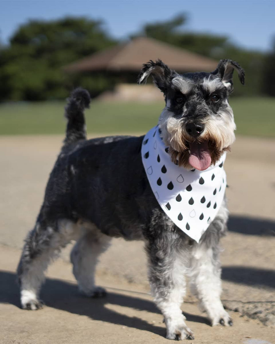 Pokka Dot Scarf