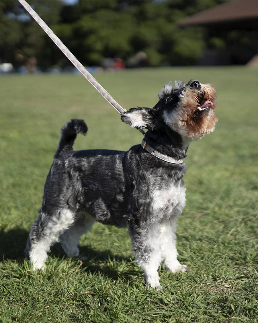 Taupe Patterned Leash