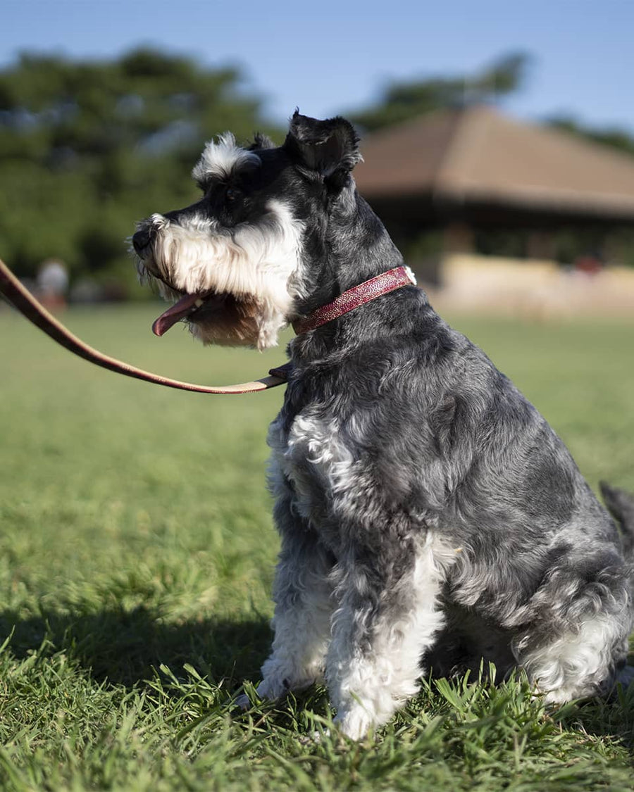 Burgundy Patterned Leash